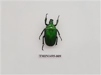 藏品(金豔騷金龜)的圖片